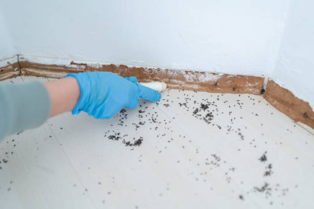 Best Wasp Removal Services  in Florence, MS